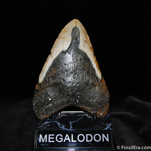 Big Inch Megalodon Tooth With Stand #524